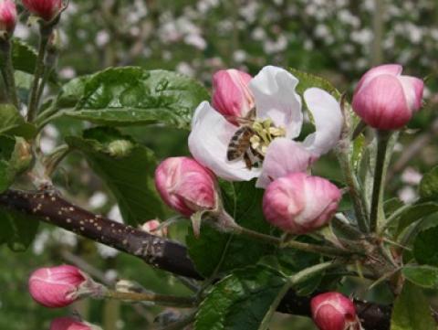 Slider Apfelblüte