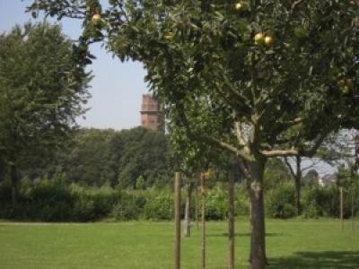 Am Wasserturm wird ab September das Erholungsgebiet ausgebaut:So soll unter anderem westlich vom Ärztehaus eine rund  2,5 Hekater große Obstwiese mit 54 Bäumen entstehen. 